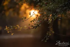 festival-mediaval-2025-impressionen-158