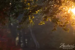 festival-mediaval-2025-impressionen-159