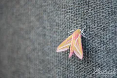 feuertanz-festival-2025-outtake-03