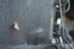 feuertanz-festival-2025-outtake-04