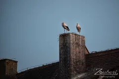 schlosshof-festival-2025-outtake-001