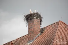 schlosshof-festival-2025-outtake-011