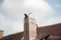schlosshof-festival-2025-outtake-012